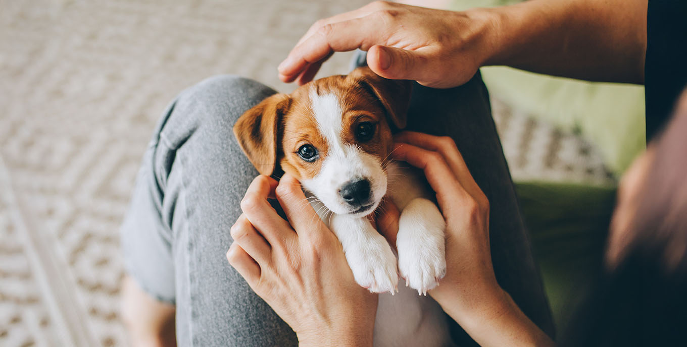 Tiny puppy with big eyes, ready for cuddles