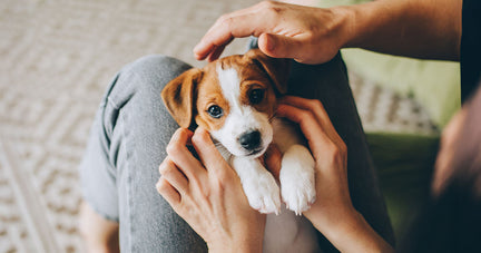 Tiny puppy with big eyes, ready for cuddles